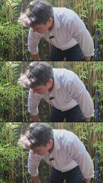 Mata Mosquitos y Zancudos Eléctrico Jata MT8